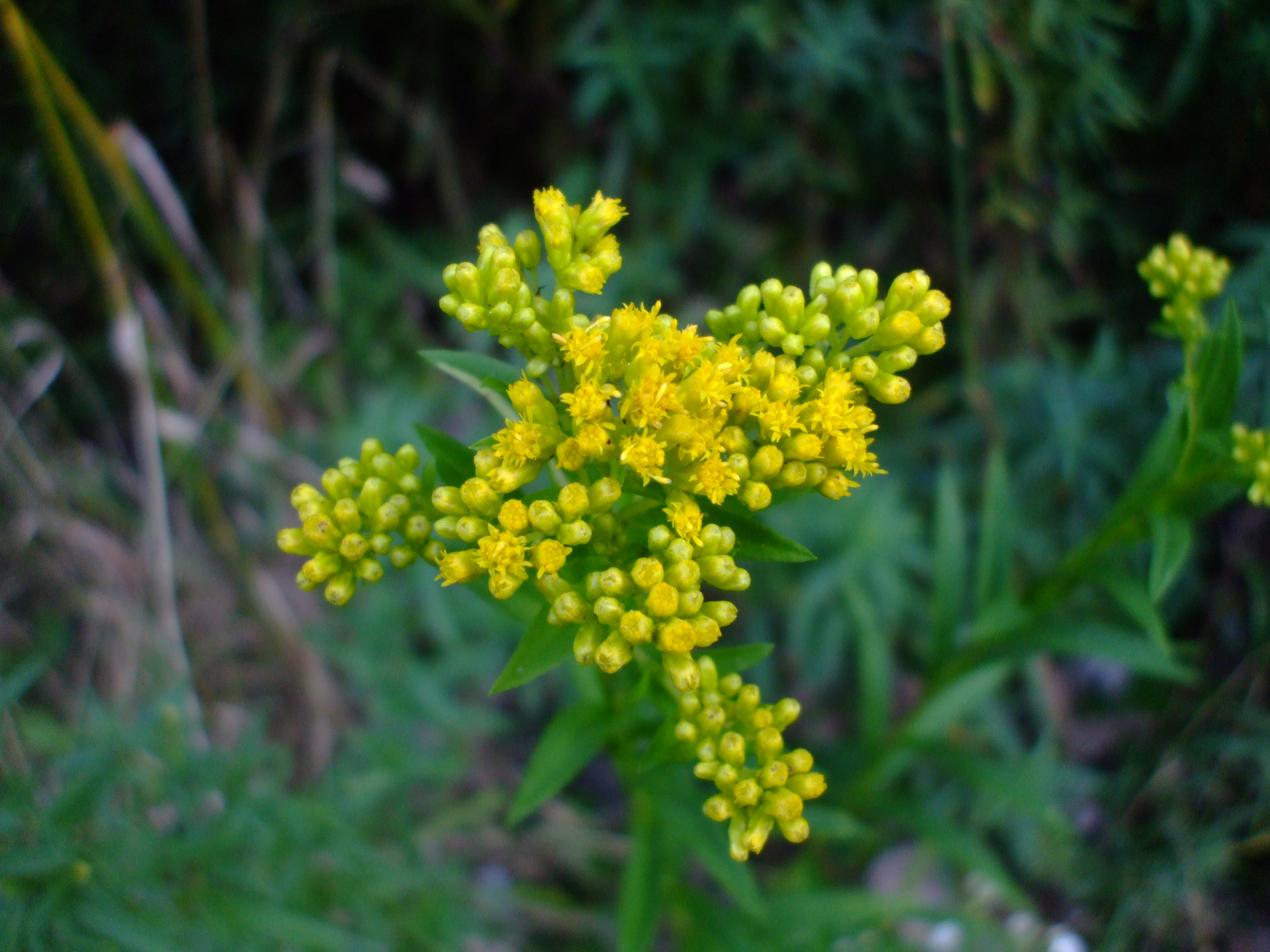 Solidago riddellii